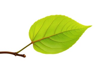 Obraz premium Single leaf, detached from branch, pristine white backdrop, white background, delicate