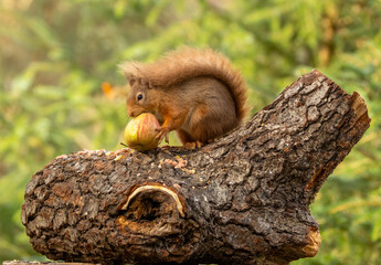 Hungry little scottish red  squirrel eating an apple