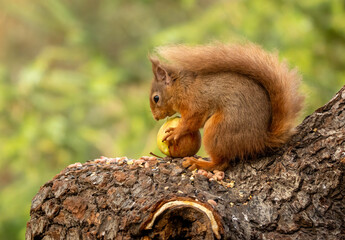 Hungry little scottish red  squirrel eating an apple