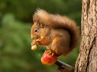 red squirrel eating a monkey nut