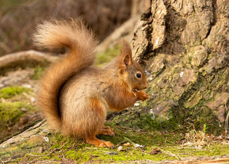Close up of a cute scottish red squirrel in the forest