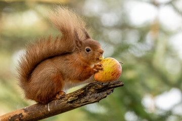 Hungry little scottish red  squirrel eating an apple