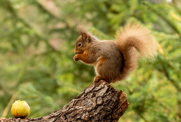 Close up of a cute scottish red squirrel in the forest