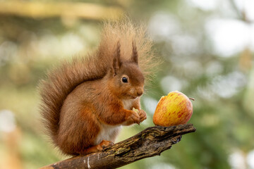 Hungry little scottish red  squirrel eating an apple
