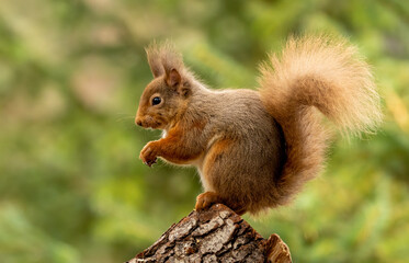 Close up of a cute scottish red squirrel in the forest