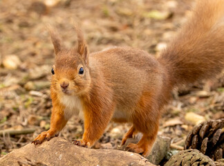 Close up of a cute scottish red squirrel in the forest
