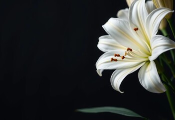 Fototapeta premium Close-up side view of white lilies against a dark background, selective focus; evokes mourning and remembrance, sympathy, condolence