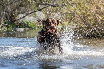 Energetic Brown Labrador Retriever Running Through Water with Splash – Action Dog Photography