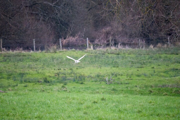 Fototapeta premium Barn owl (Tyto alba) in flight looking for prey in a meadow