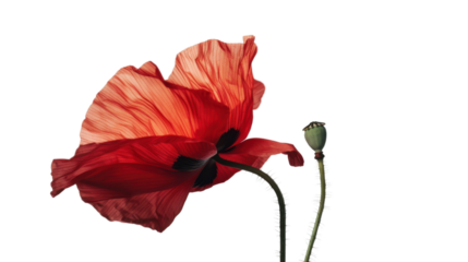 Red poppy blooming with seed pod on transparent background