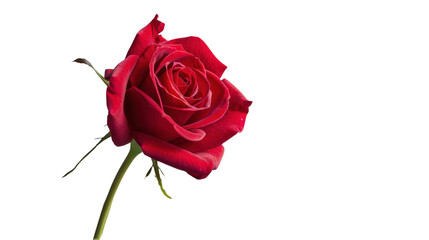 Red rose blooming with transparent background for easy editing