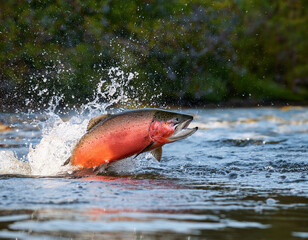 Fototapeta premium A vibrant salmon leaps out of the river, splashing water as it moves upstream against the current.