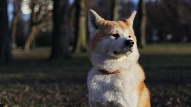 akita dog sitting calmly in autumn park with trees in the background at sunset