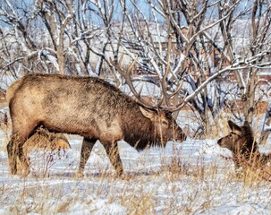 head bull elk courting harem