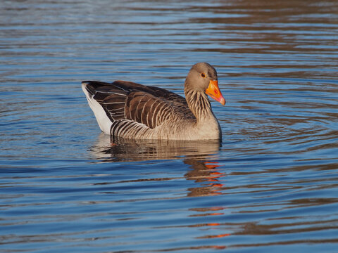 Sideview of a greylag goose (anser anser) swimming on the pond in the Rheinaue park in Bonn, Germany on a sunny late afternoon in March - Powered by Adobe