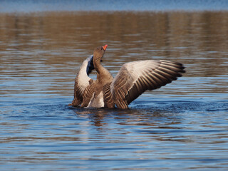 Sideview of a greylag goose (anser anser) flapping it&rsquo;s wings on the pond in the Rheinaue park in Bonn, Germany on a sunny late afternoon in March