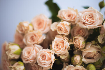 Soft pink roses beautifully in a bouquet on gray background