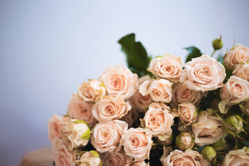 Soft pink roses beautifully in a bouquet on gray background