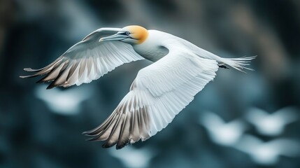Majestic Gannet in Flight - Coastal Bird Soaring Through Air