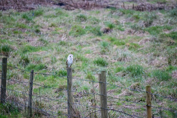 Barn owl (Tyto alba) perched on a fence post