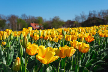 Yellow Tulips Blooming Under Bright Spring Sun