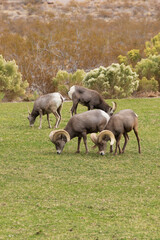 Bighorn sheep herd grazing