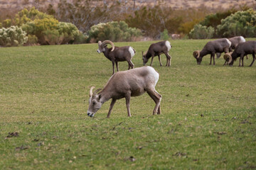 Obraz premium Bighorn sheep herd grazing