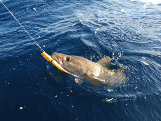 A sizeable Atlantic skrei cod fighting in the water caught with softball jig on a sunny March day in Finnmark, Norway.