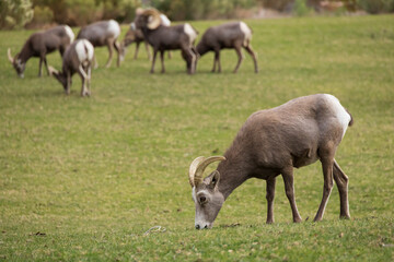 Bighorn sheep herd grazing