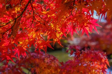 木漏れ日浴びて輝くカラフルなモミジの紅葉情景