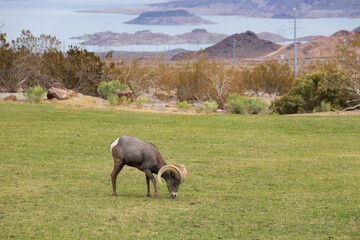 Fototapeta premium Bighorn sheep herd grazing