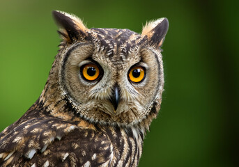 Naklejka premium Owl