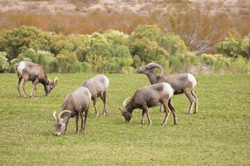 Bighorn sheep herd grazing