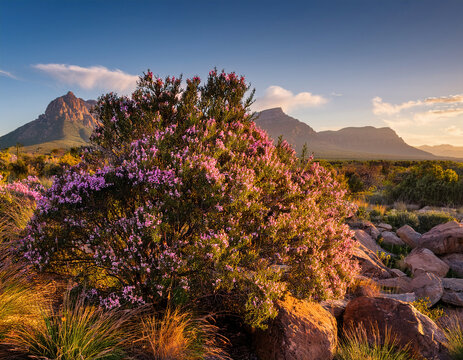 A vibrant Pink Waxflower bush blooms among rugged rocks in a sunlit mountainous landscape under a clear blue sky. Eriostemon myoporoides, commonly known as Long-leaved Waxflower