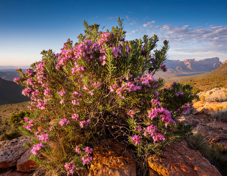 A vibrant Pink Waxflower bush blooms among rugged rocks in a sunlit mountainous landscape under a clear blue sky. Eriostemon myoporoides, commonly known as Long-leaved Waxflower
