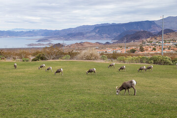 Bighorn sheep herd grazing