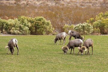 Fototapeta premium Bighorn sheep herd grazing