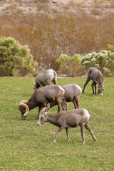 Obraz premium Bighorn sheep herd grazing