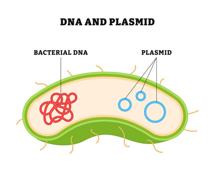 Bacterial DNA and Plasmid structure anatomy. Diagram poster medical illustration. DNA molecules on microscopic organisms. Replicate independently of chromosomal DNA.