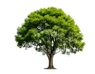 Lush green tree isolated on transparent background, PNG file, money tree isolated on white background