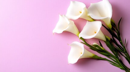 Obraz premium Callas are arranged on a pink background, perfect for a greeting card, wallpaper or banner