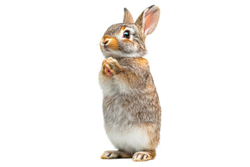 Obraz premium Adorable fluffy rabbit standing on its hind legs isolated on transparent background