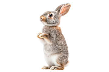 A rabbit standing on its hind legs isolated on transparent background