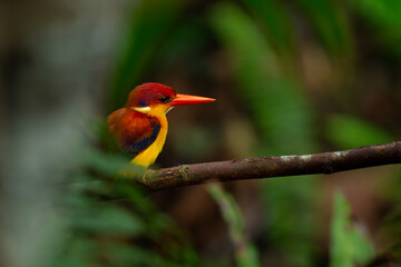 Rufous-backed dwarf kingfisher (Ceyx rufidorsa) perches quietly between bushes over small river stream, waiting for fish to eat