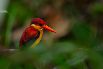Rufous-backed dwarf kingfisher (Ceyx rufidorsa) perches quietly between bushes over small river stream, waiting for fish to eat