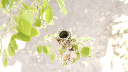 Nido de colibrí con polluelos © JosedelRefugio