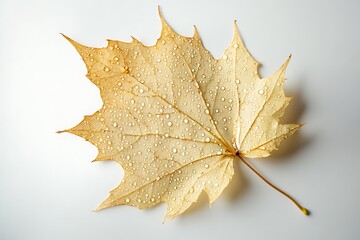 Autumnal Maple Leaf with Dew Drops