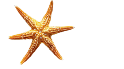 Orange starfish isolated on transparent background exhibiting radial symmetry