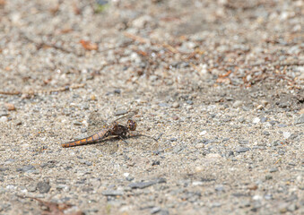 Chalk-fronted Corporal, Ladona julia female. Abdomen is pressed on sand  for warming and wings are depressed to let thorax warm, basking in sun
