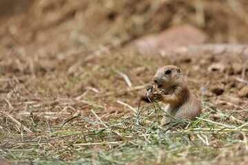 座って草を食べるプレーリードッグの赤ちゃん